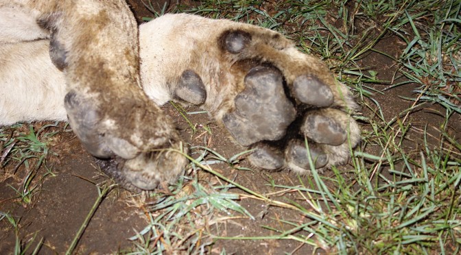 Last Night with the Lions